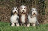 BEARDED COLLIE 359